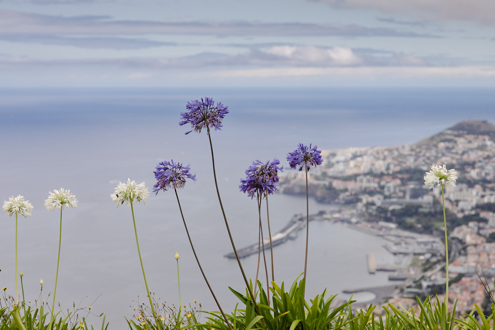 Schmucklilien (Agapanthus) über Funchal