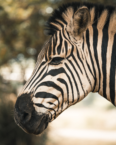 Umgeni Valley Nature Reserve, Equus quagga burchelli Zebra